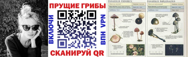 где можно купить наркотик  блэк спрут ONION  мориарти формула  Котельнич  Галлюциногенные грибы MAGIC MUSHROOMS 